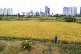 Chuyển mục đích sử dụng hơn 100ha đất trồng lúa làm các khu đô thị