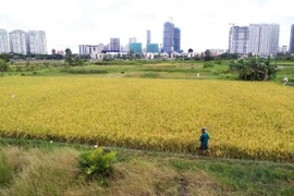 Chuyển mục đích sử dụng hơn 100ha đất trồng lúa làm các khu đô thị