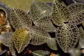 Cây thuốc là tài nguyên phải lưu giữ