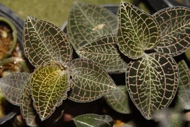 Cây thuốc là tài nguyên phải lưu giữ