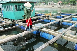 Nuôi trồng thủy sản tháng 7/2020 gặp nhiều khó khăn