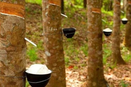 Cao su Việt Nam lãi trước thuế gần 5 nghìn tỷ đồng trong năm 2020