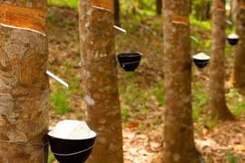 Cao su Việt Nam lãi trước thuế gần 5 nghìn tỷ đồng trong năm 2020