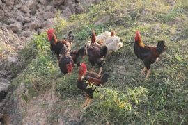 Gia cầm ăn nhiều giun quế không có giá trị