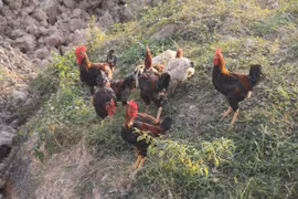 Gia cầm ăn nhiều giun quế không có giá trị