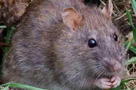 Loài chuột có nhiều điểm giống người