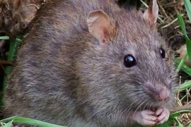 Loài chuột có nhiều điểm giống người