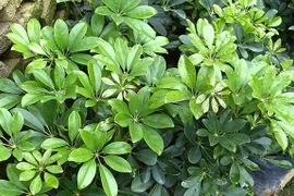  Cây cảnh chữa bệnh