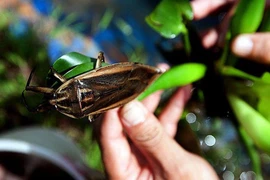 Cà cuống là con gì?