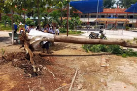 Cây phượng đổ trong sân trường tiểu học ở Bình Dương