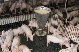 Giá thức ăn chăn nuôi tăng, thịt lợn hơi giảm mạnh