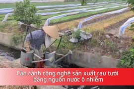 Cận cảnh công nghệ sản xuất rau tưới bằng nguồn nước ô nhiễm