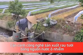 Cận cảnh công nghệ sản xuất rau tưới bằng nguồn nước ô nhiễm