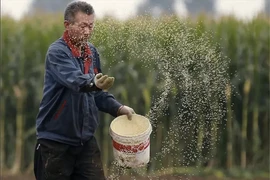 Trung Quốc đề xuất các quy định mới về kiểm duyệt cây trồng biến đổi gene.