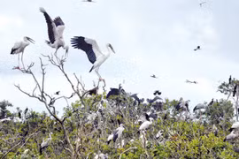 Vườn Quốc gia Tràm Chim: Muôn loài chim cùng tụ họp