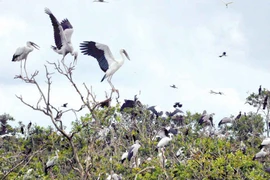 Vườn Quốc gia Tràm Chim: Muôn loài chim cùng tụ họp