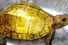  Sự thật về công dụng của thịt rùa vàng 