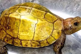  Sự thật về công dụng của thịt rùa vàng 