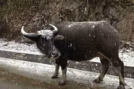 Nhìn "đàn trâu băng", thương người dân vùng cao