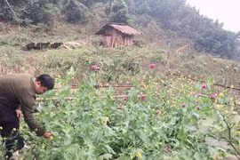 Cao Bằng: Phát hiện, tiêu hủy hàng trăm cây thuốc phiện.