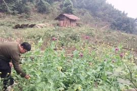 Cao Bằng: Phát hiện, tiêu hủy hàng trăm cây thuốc phiện.