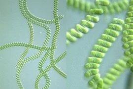 Ảnh hưởng của đèn LED đến các chủng tảo xoắn Spirulina