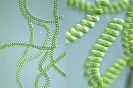 Ảnh hưởng của đèn LED đến các chủng tảo xoắn Spirulina