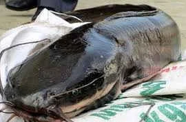 Cá khủng dễ tích tụ độc tố