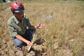 Bộ TN&MT báo cáo “khẩn” tình trạng hạn hán, xâm nhập mặn