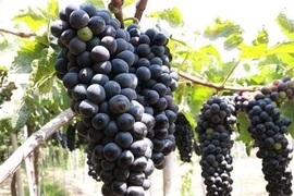  Nho giúp cơ thể thải độc 