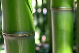 Tre, nguyên liệu thay thế polymer