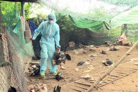 Ổ cúm H5N6 có độc lực rất mạnh bùng phát trên đàn gà 2.000 con ở Phú Yên