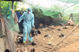 Ổ cúm H5N6 có độc lực rất mạnh bùng phát trên đàn gà 2.000 con ở Phú Yên