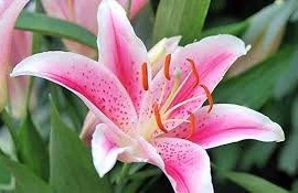  Đau đầu vì hoa ly