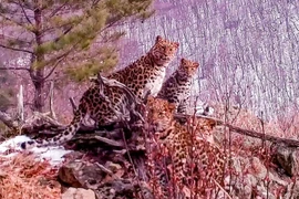 Camera giấu kín chụp được ảnh báo Amur siêu quý hiếm