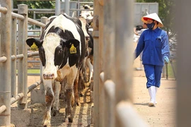 Thêm 1.650 bò sữa, Tập đoàn TH hướng tới mục tiêu kép “vừa thắng dịch vừa tăng trưởng” 