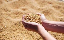 Sửa gene trong hạt đỗ tương để dễ tiêu hóa