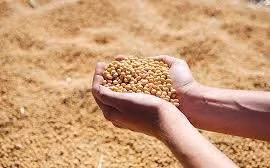 Sửa gene trong hạt đỗ tương để dễ tiêu hóa