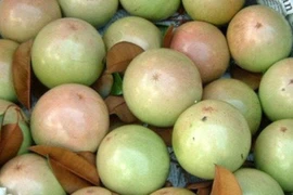 Cân tự động điện tử phân loại trái cây