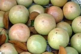 Cân tự động điện tử phân loại trái cây