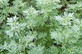 Ngải cứu trắng trị tê bì