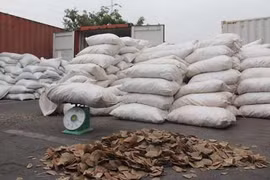 Hải Phòng: Bắt giữ khối lượng vảy tê tê lớn nhất từ trước đến nay