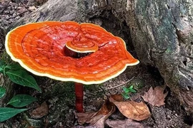 Nấm linh chi tăng cường hệ miễn dịch