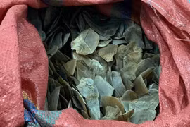 Bắt giữ đối tượng vận chuyển trái phép 20kg vảy tê tê