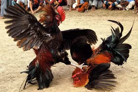 Công an đột kích sới gà, 50 người tháo chạy