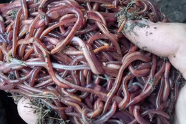 Từ giun quế đến phân bón rau