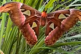 Đặc điểm nổi bật của bướm khế