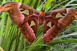 Đặc điểm nổi bật của bướm khế