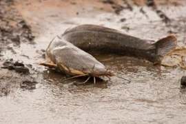 Cá có thể hô hấp dưới bùn