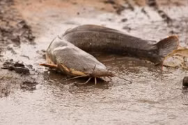 Cá có thể hô hấp dưới bùn